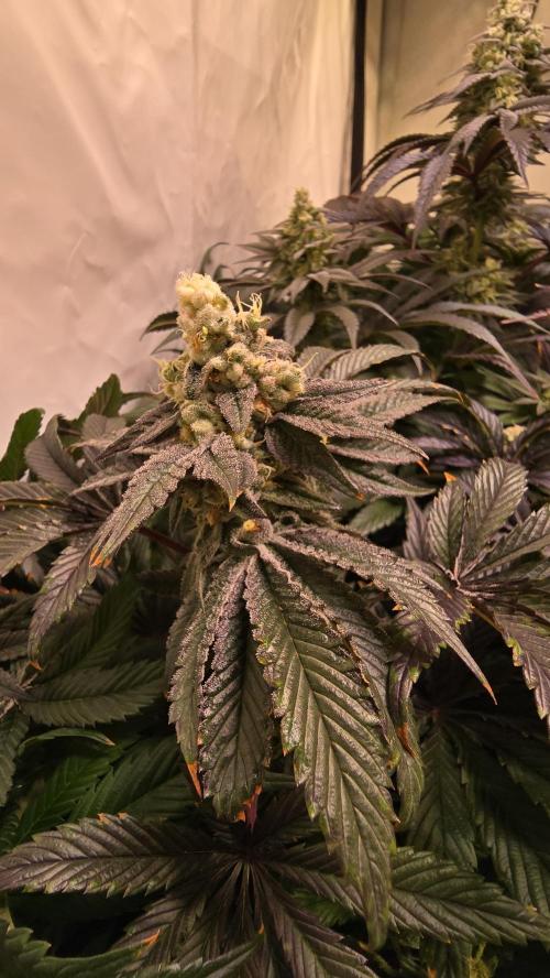 Drizle Pickle. Week 14