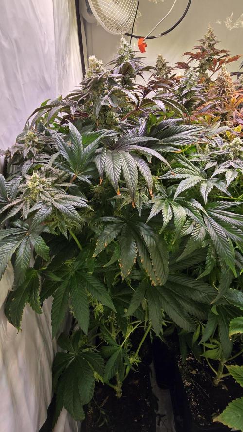 Drizle Pickle. Week 14