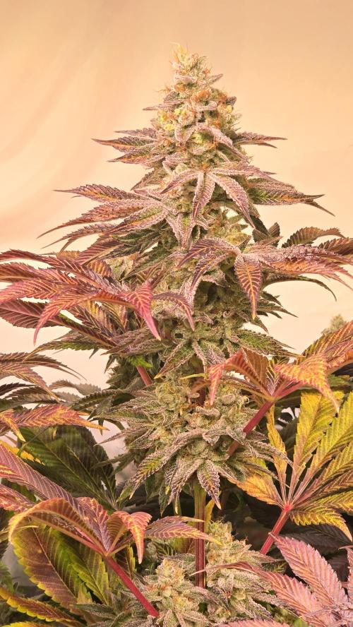Fishy Zoap. Week 14