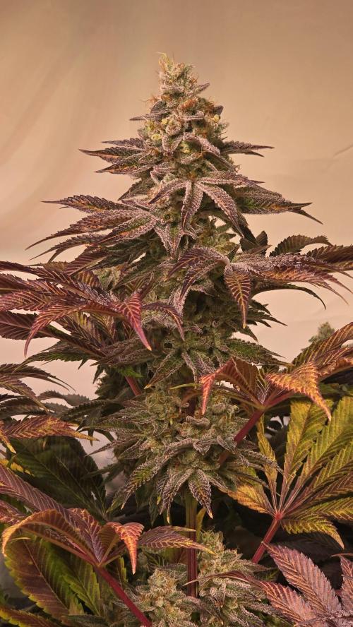 Fishy Zoap. Week 14