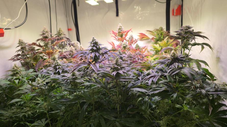 Biscotti Vanilla. Week 14