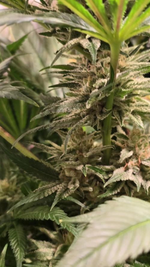 Biscotti Vanilla. Week 14