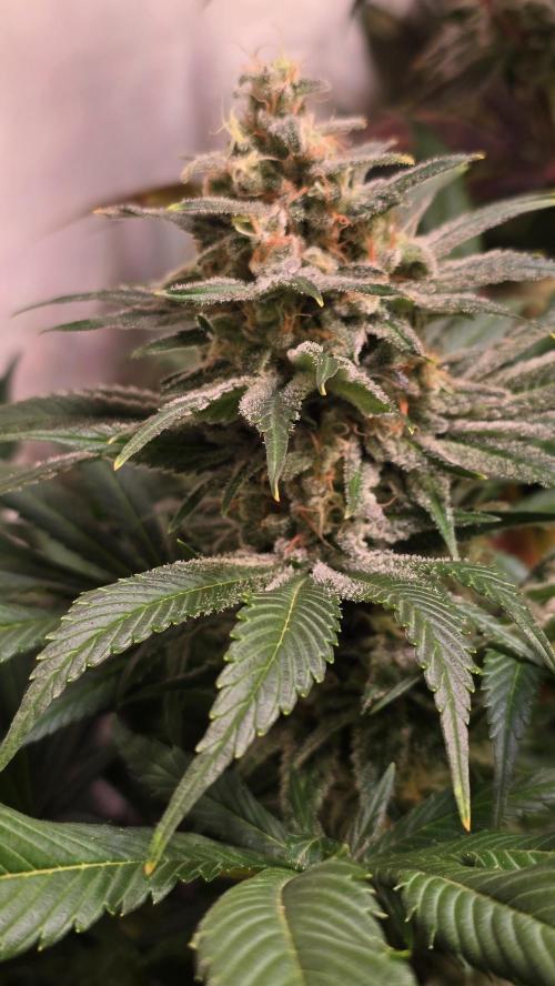Biscotti Vanilla. Week 14