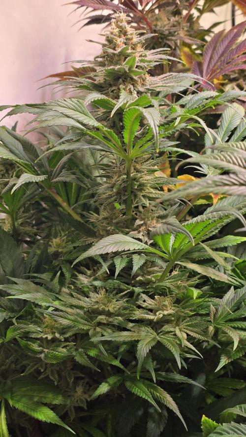 Biscotti Vanilla. Week 14