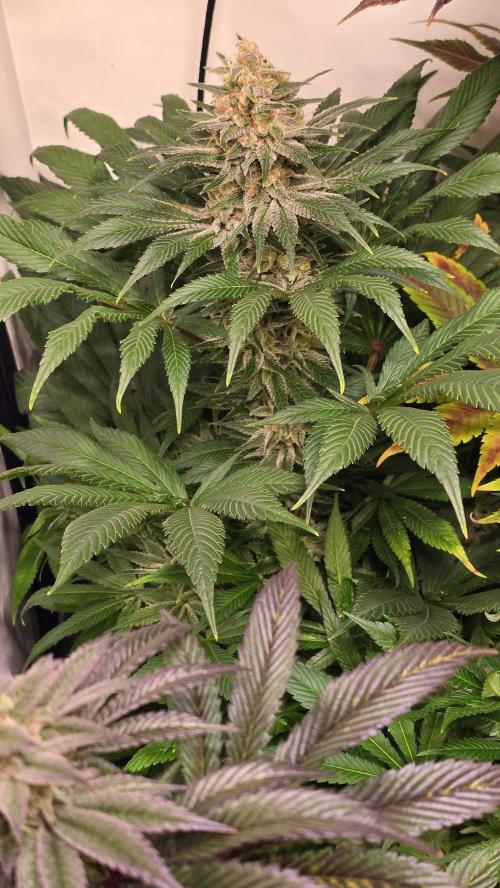 Biscotti Vanilla. Week 14