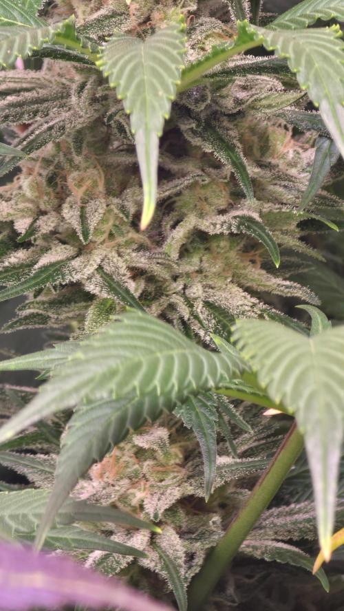 Biscotti Vanilla. Week 14