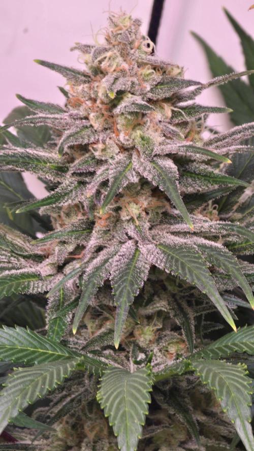 Biscotti Vanilla. Week 14