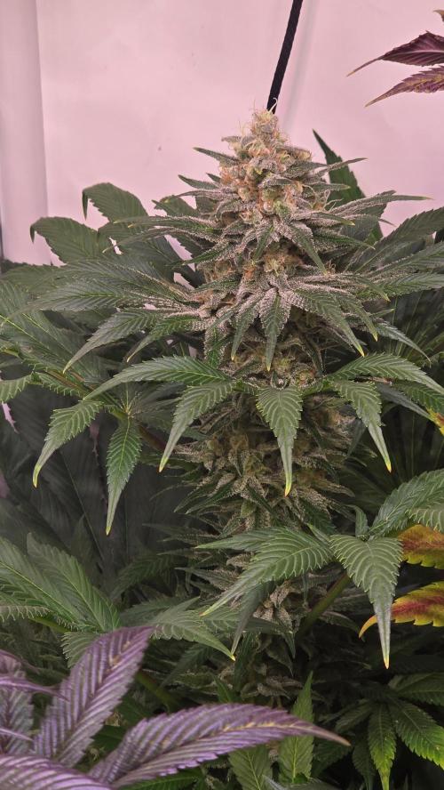 Biscotti Vanilla. Week 14