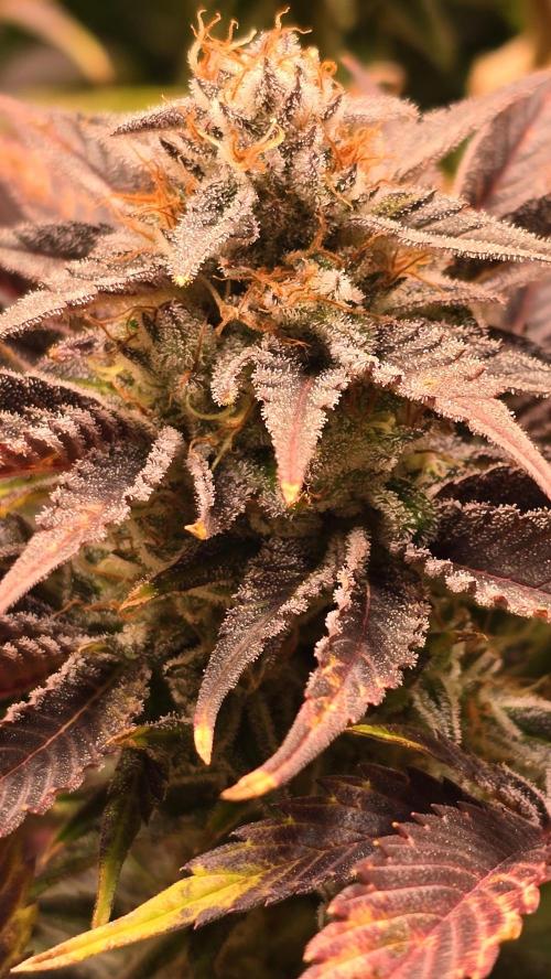 Mimosa Cherry Kush. Week 14