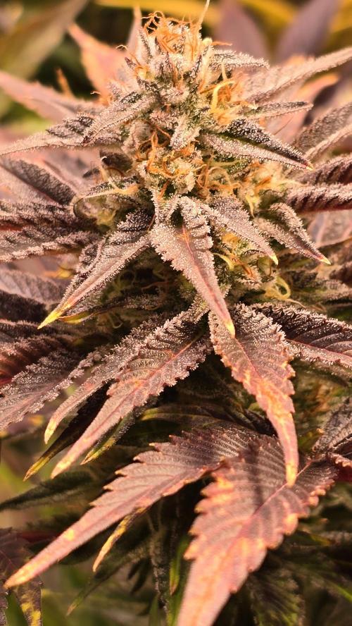 Mimosa Cherry Kush. Week 14