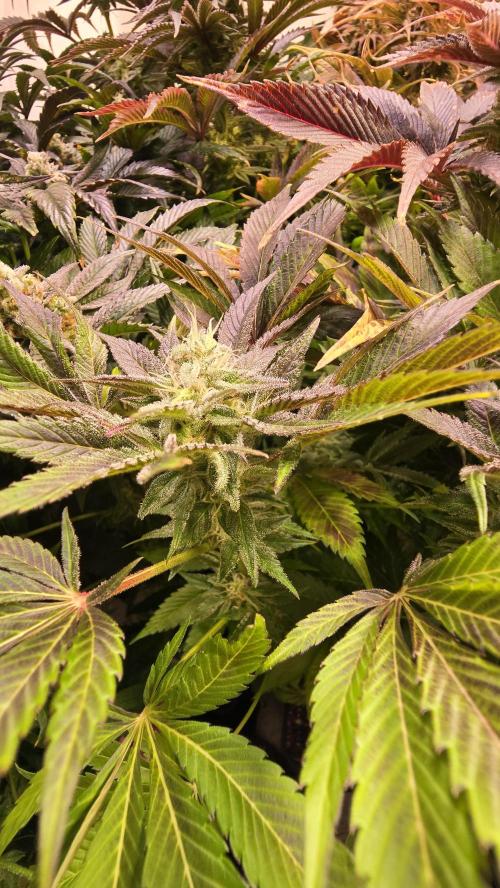 Mimosa Cherry Kush. Week 14