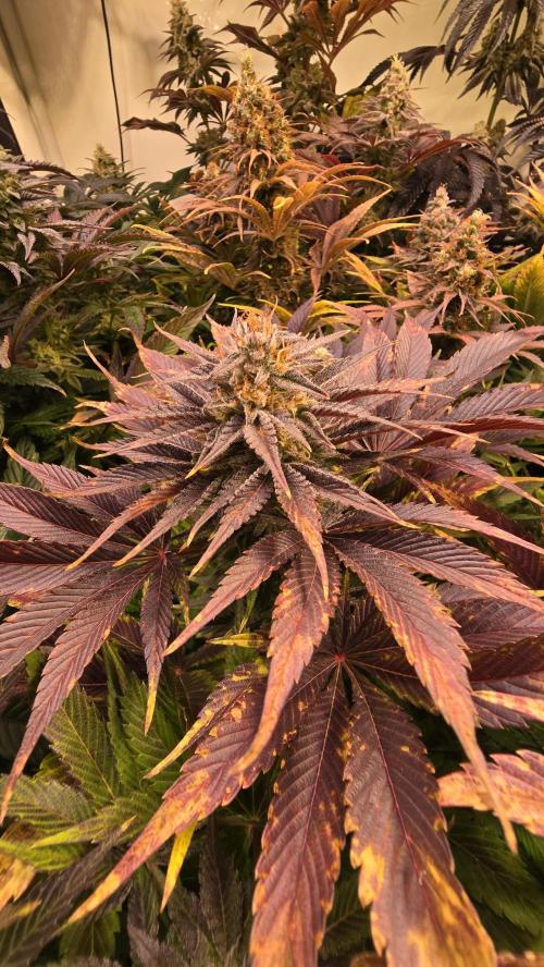 Mimosa Cherry Kush. Week 14