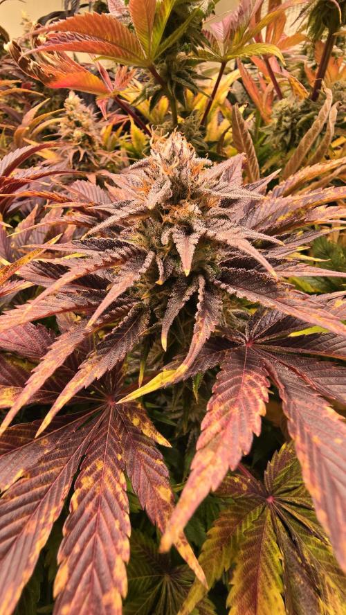 Mimosa Cherry Kush. Week 14