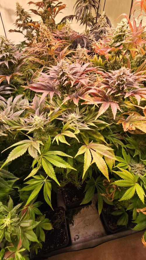 Mimosa Cherry Kush. Week 14