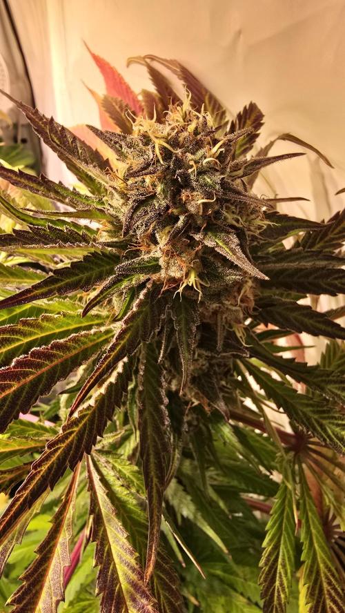 A.Moonrocks #3. Week 14