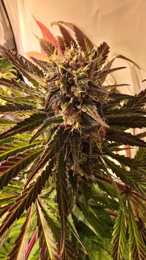 A.Moonrocks #3. Week 14