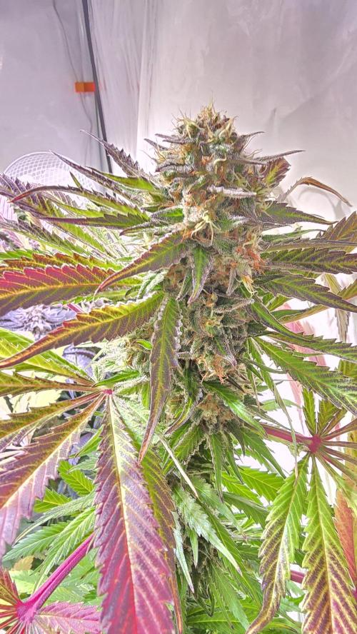 A.Moonrocks #3. Week 14