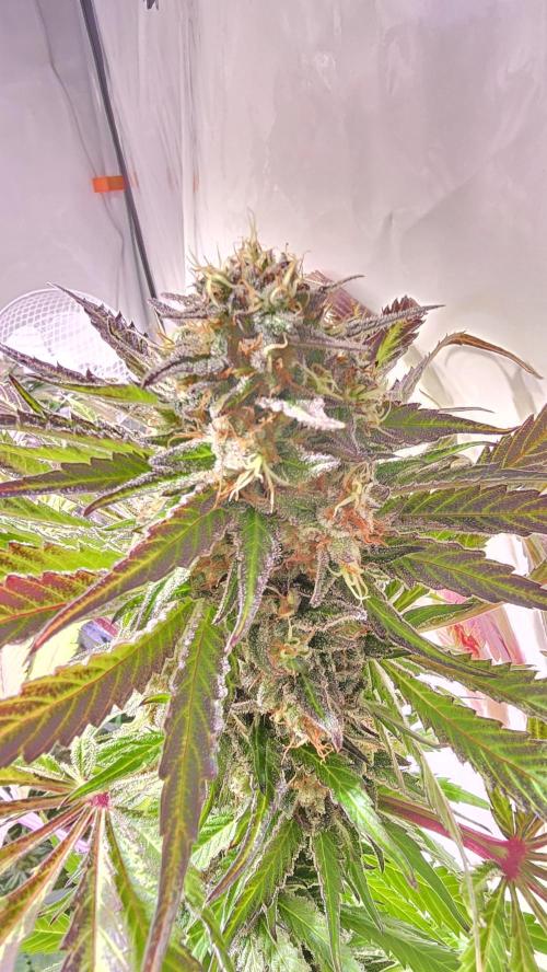 A.Moonrocks #3. Week 14