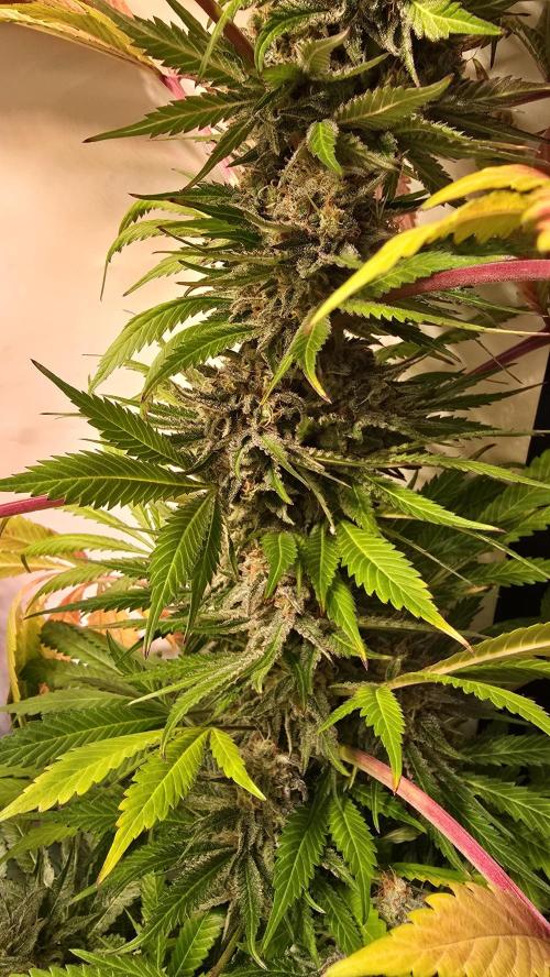 A.Moonrocks #3. Week 14