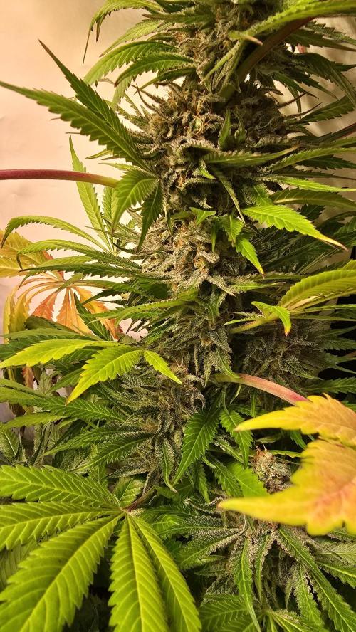 A.Moonrocks #3. Week 14