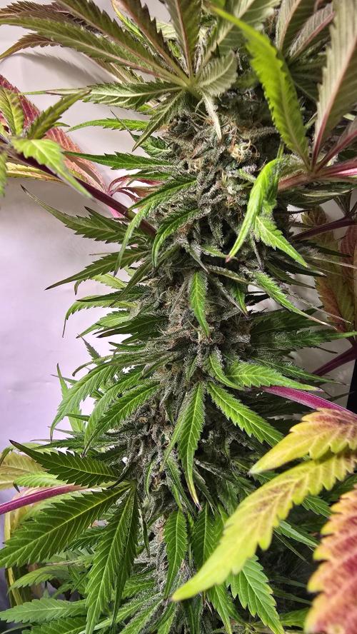 A.Moonrocks #3. Week 14