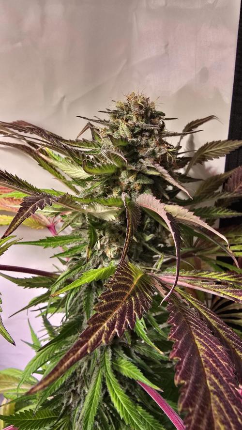 A.Moonrocks #3. Week 14