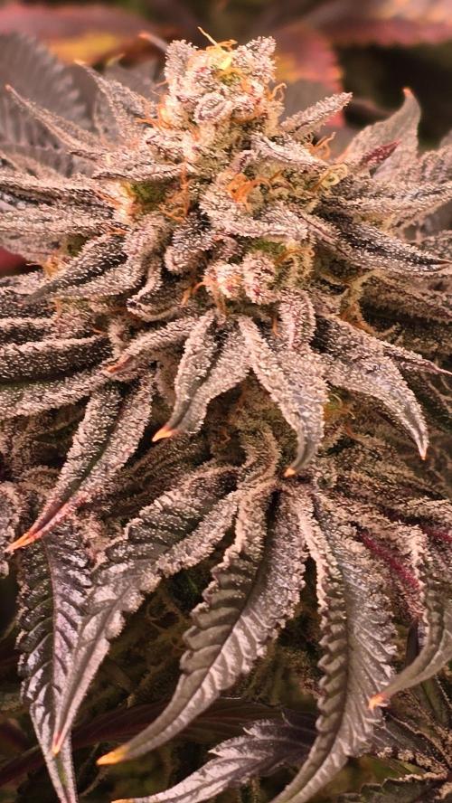 Guava Spritz. Week 14