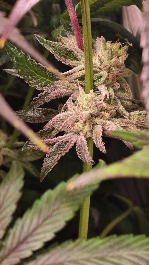 Guava Spritz. Week 14