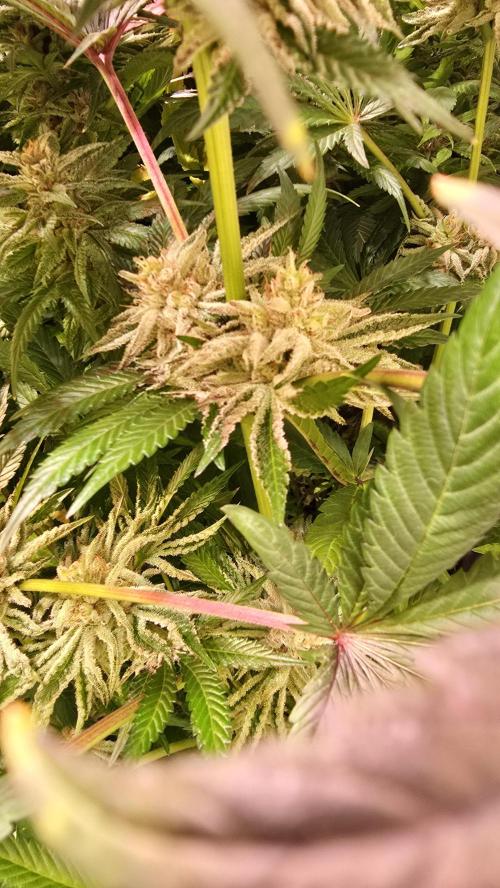 Guava Spritz. Week 14