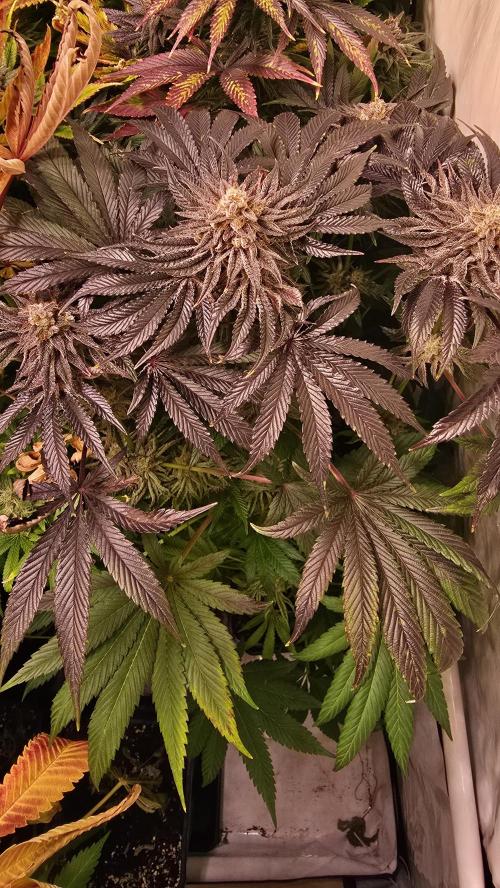 Guava Spritz. Week 14