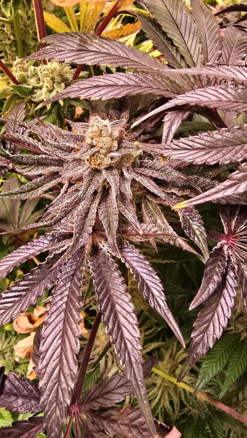 Guava Spritz. Week 14