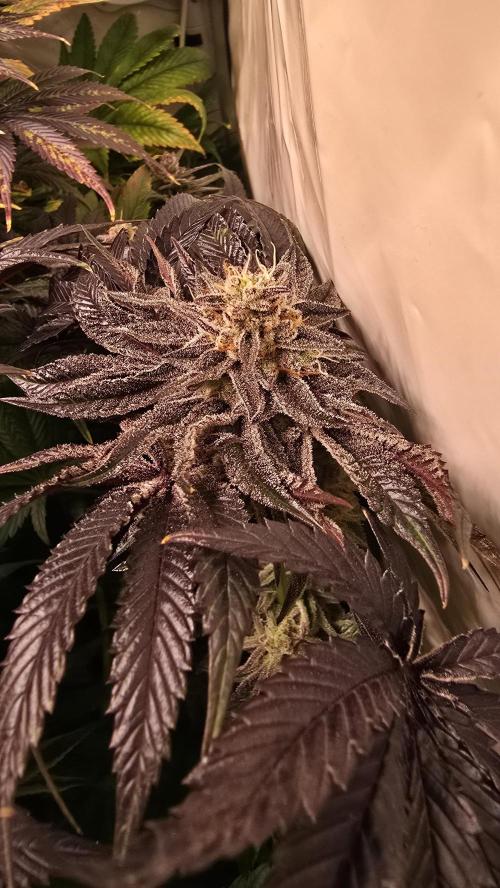 Guava Spritz. Week 14