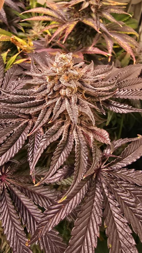 Guava Spritz. Week 14