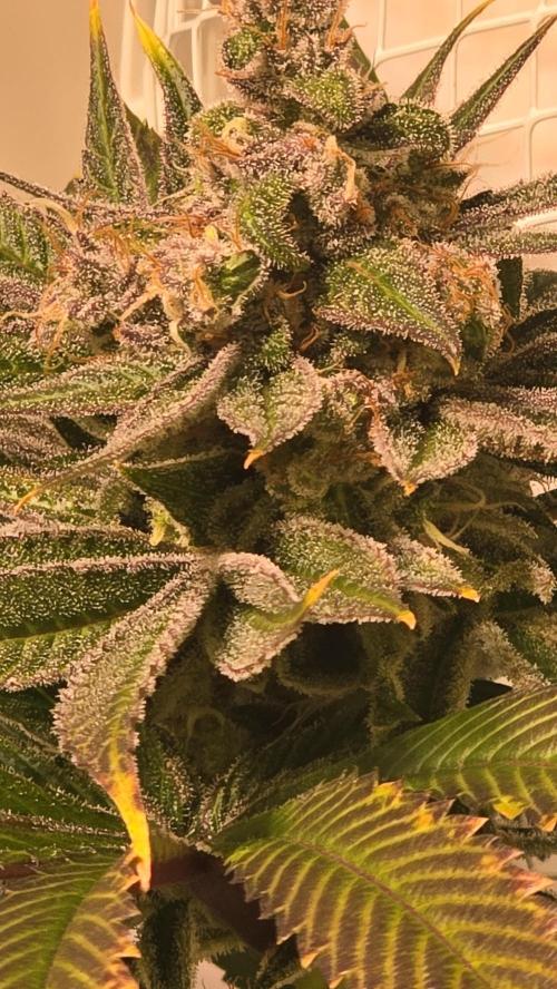 RS 11. Week 14