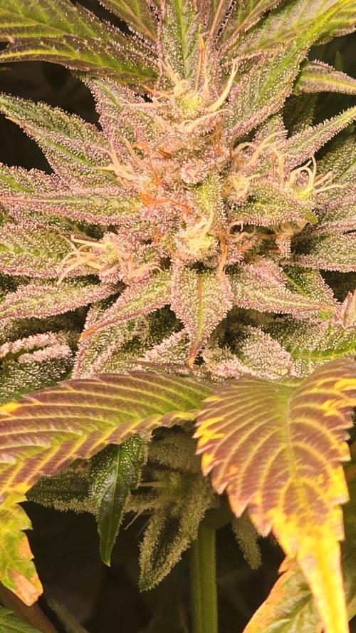 RS 11. Week 14