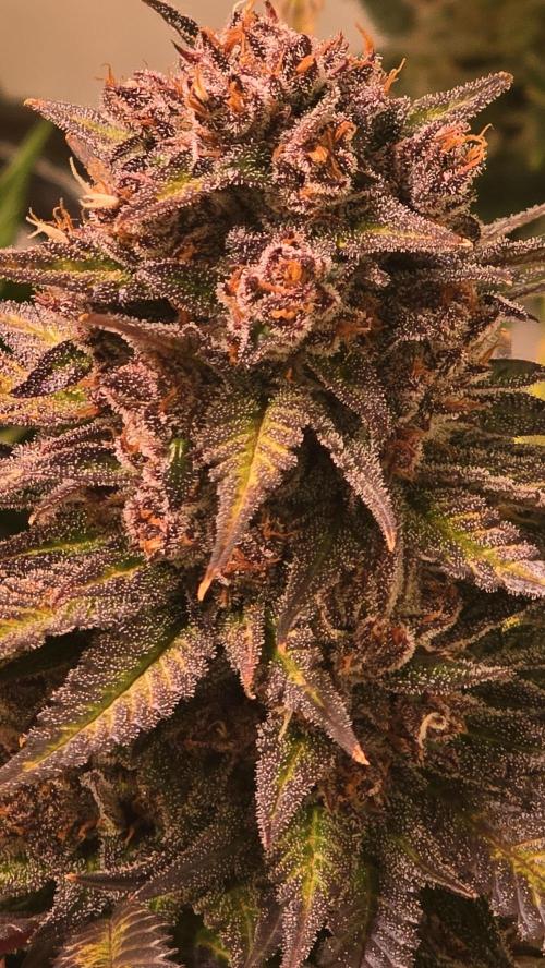 Strawberry Cola Sherbet. Week 14