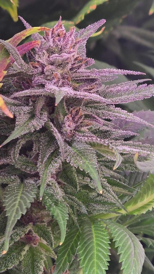 Strawberry Cola Sherbet. Week 14