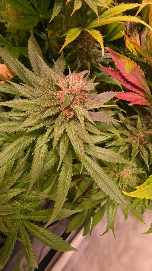 Strawberry Cola Sherbet. Week 14