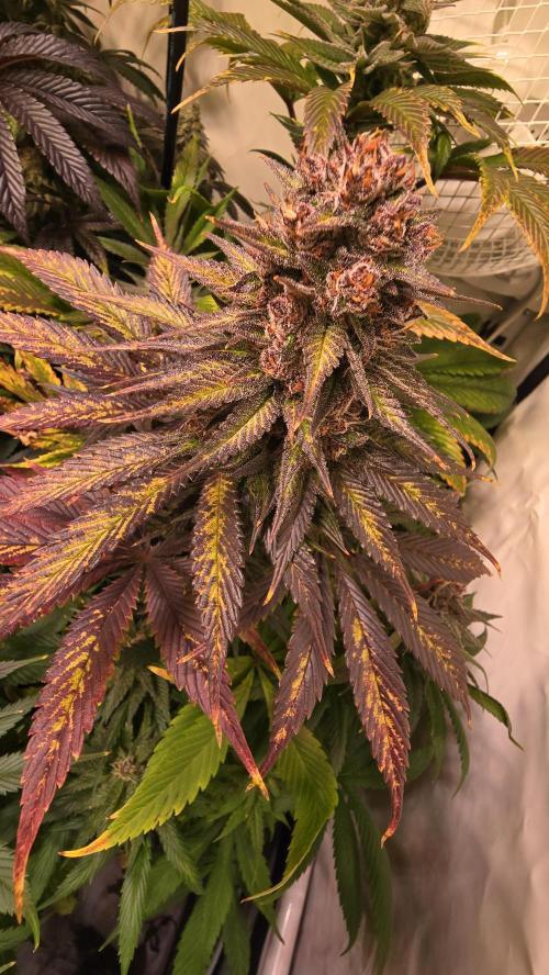 Strawberry Cola Sherbet. Week 14