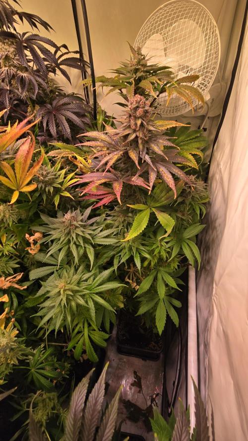 Strawberry Cola Sherbet. Week 14