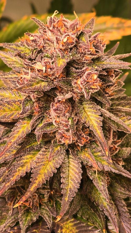 Strawberry Cola Sherbet. Week 14