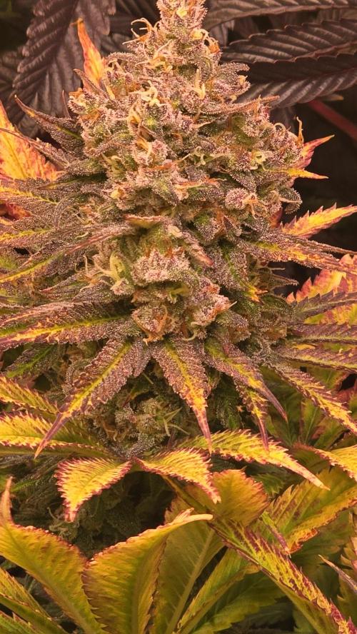 Lemon Mandarin #2. Week 14