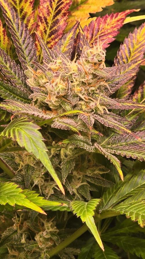 Lemon Mandarin #2. Week 14