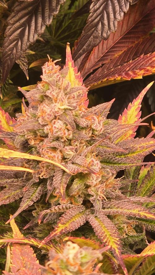 Lemon Mandarin #2. Week 14