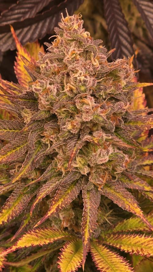 Lemon Mandarin #2. Week 14