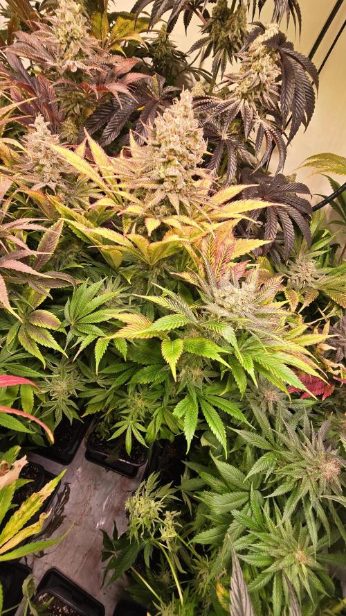 Lemon Mandarin #2. Week 14