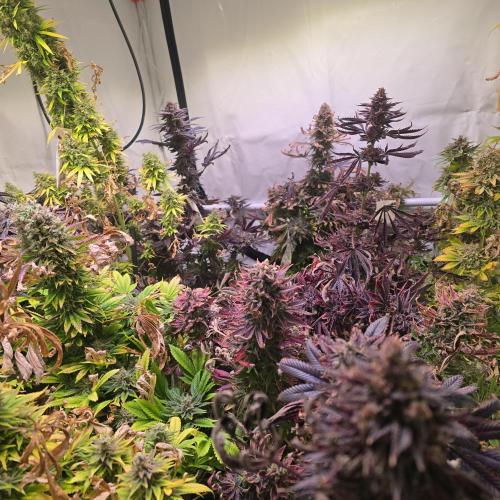 Interview BioTabs. Week 0