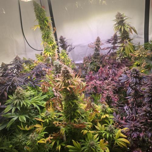 Interview BioTabs. Week 0