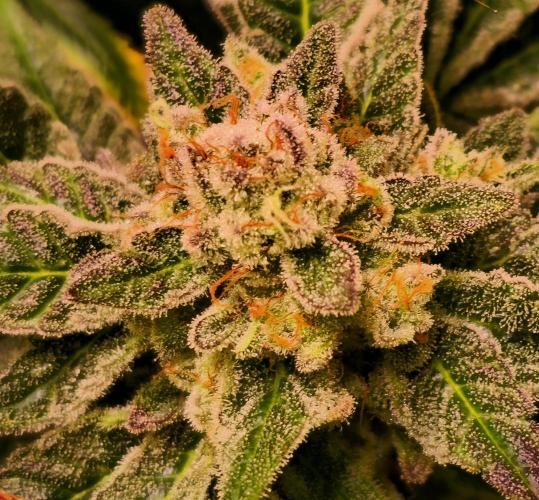 Interview BioTabs. Week 0 - Apollo Black Cherry 