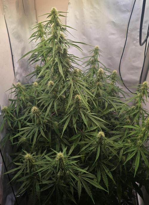 Violett Face Auto. Week 7